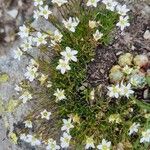 Minuartia recurva Flor