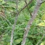 Mussaenda erythrophylla Escorça