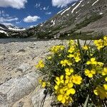 Erysimum jugicola Flower