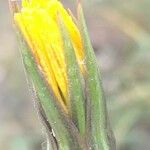 Tragopogon castellanus Õis