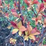 Spiraea japonica Leht