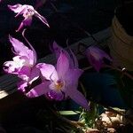 Laelia autumnalis Flower