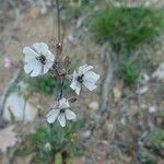 Silene italica Blüte