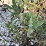 Cistus albidusBlad