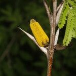 Vachellia cornigera Квітка