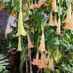 Brugmansia versicolor Συνήθη χαρακτηριστικά