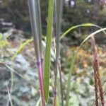 Andropogon gerardi Bark