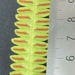 Blechnum polypodioides Іншае