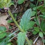 Prunella hastifolia Likasa