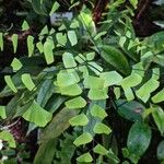 Adiantum trapeziforme पत्ता