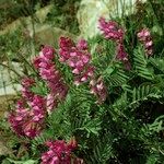 Vicia cusnae Hábito