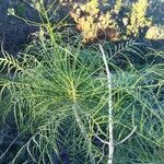 Sonchus leptocephalus Lapas