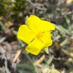 Helianthemum syriacum Flor