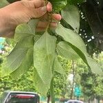 Cinnamomum burmanni Blad