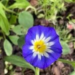 Convolvulus tricolor Flower