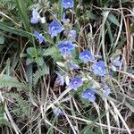 Veronica chamaedrys Flower