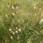 Plantago media موطن