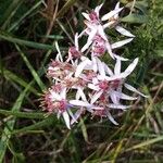 Galatella sedifolia Flower