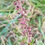 Ambrosia artemisiifolia Плод