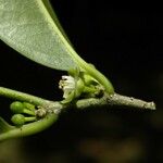 Casearia coriacea Flor