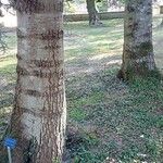 Abies cilicica പുറംതൊലി