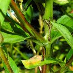 Oenothera biennis Кара