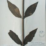 Isodon ternifolius Otro