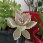 Graptopetalum paraguayense Yaprak