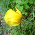 Papaver cambricum Blomma