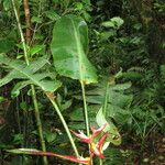 Heliconia monteverdensis Other