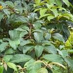 Terminalia superba Hoja