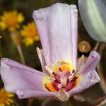 Calochortus flexuosus Blodyn