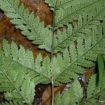 Lastreopsis vieillardii Лист