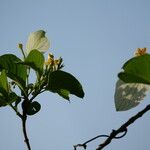 Mussaenda frondosa Blad