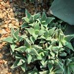 Faucaria tigrina Vivejo