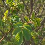 Rosa caninaLevél