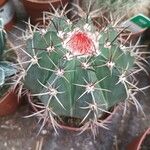 Melocactus matanzanusЛисток