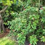 Jatropha integerrima Flors