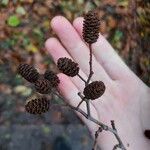 Alnus incana Fruit