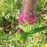 Trifolium rubens Flor
