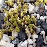 Sedum litoreum Folha