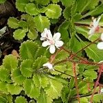 Saxifraga × urbium