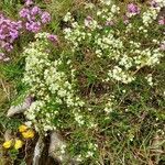 Galium saxatileFlower