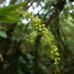 Oberonia disticha Meyve
