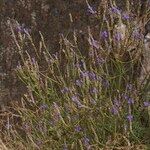 Lavandula coronopifolia Hábito