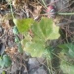 Diplocyclos palmatus Leaf