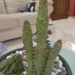 Opuntia monacantha 葉