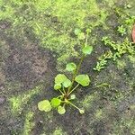 Ranunculus flagelliformis Leaf