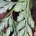 Asplenium adiantum-nigrum Blad