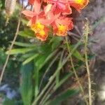 Epidendrum radicans പുഷ്പം